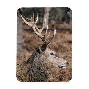 Kungliga hjortar i Richmond Park, London, Storbrit Magnet