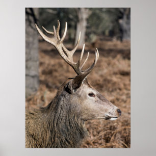 Kungliga hjortar i Richmond Park, London, Storbrit Poster