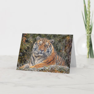 Kungligt snökort för tiger kort