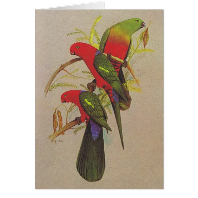 Kungpapegoja - Alisterus scapularis Hälsningskort (Framsidan)