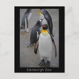 Kungpingvin & Vänner Edinburgh Zoo Skottland Vykort
