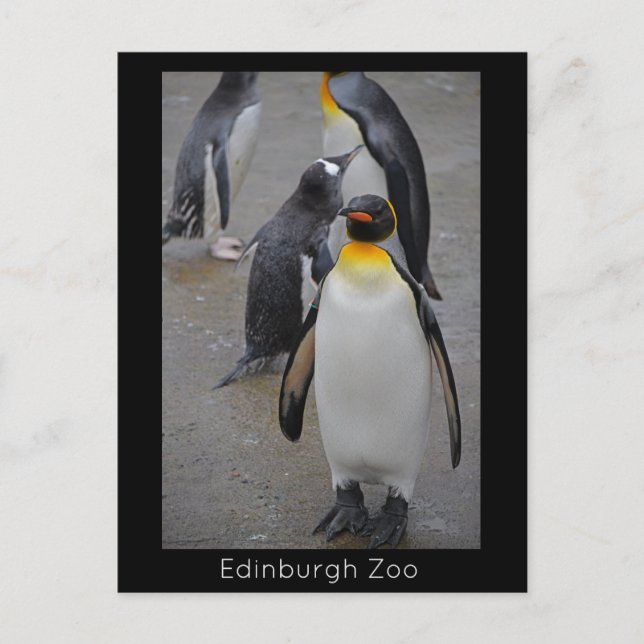 Kungpingvin & Vänner Edinburgh Zoo Skottland Vykort (Framsida)