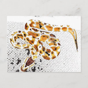 Kungpython Vykort