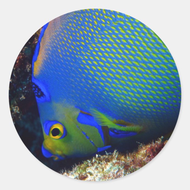 kungsblått runt klistermärke (Framsida)