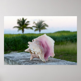 Kungsconchsjälpa på en vägg, Bahamas Poster