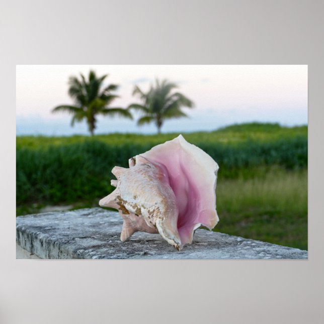 Kungsconchsjälpa på en vägg, Bahamas Poster (Framsidan)