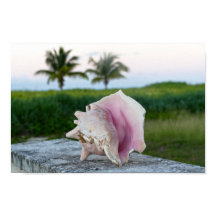 Kungsconchsjälpa på en vägg, Bahamas