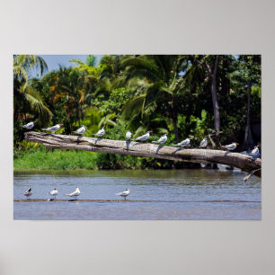 Kungsfåglar, Tortuguero flodmynning - Costa Rica Poster