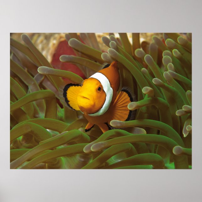 Kungsfisk i anemon av grönt. Coralreef Raja Ampat  Poster (Framsidan)