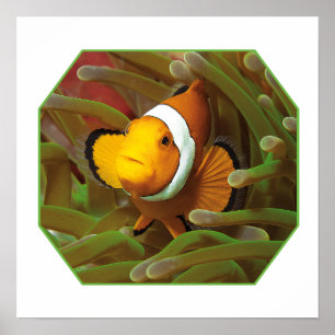 Kungsfisk i anemon av grönt. Fotografisk design Poster
