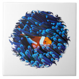 Kungsfiskar i ett anemon kakelplatta