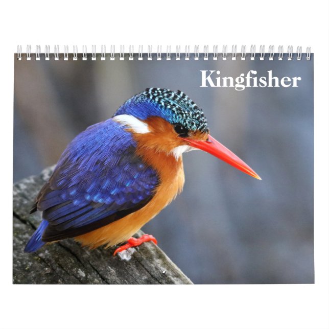Kungsfiskare 2027 kalender (Omslag)