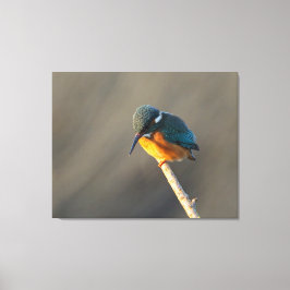 kungsfiskare canvastryck