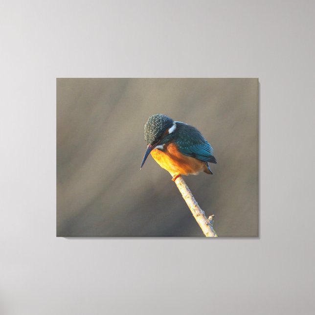 kungsfiskare canvastryck (Framsida)