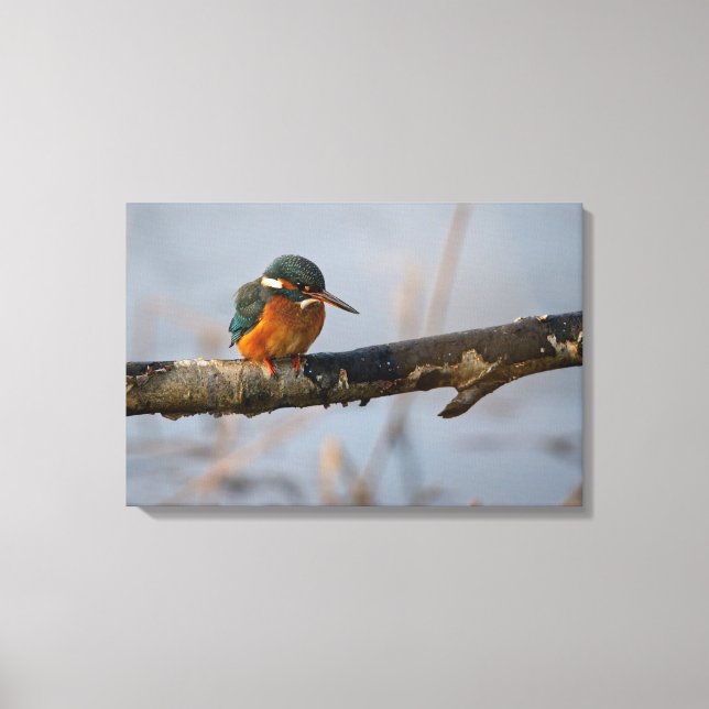 kungsfiskare canvastryck (Framsida)