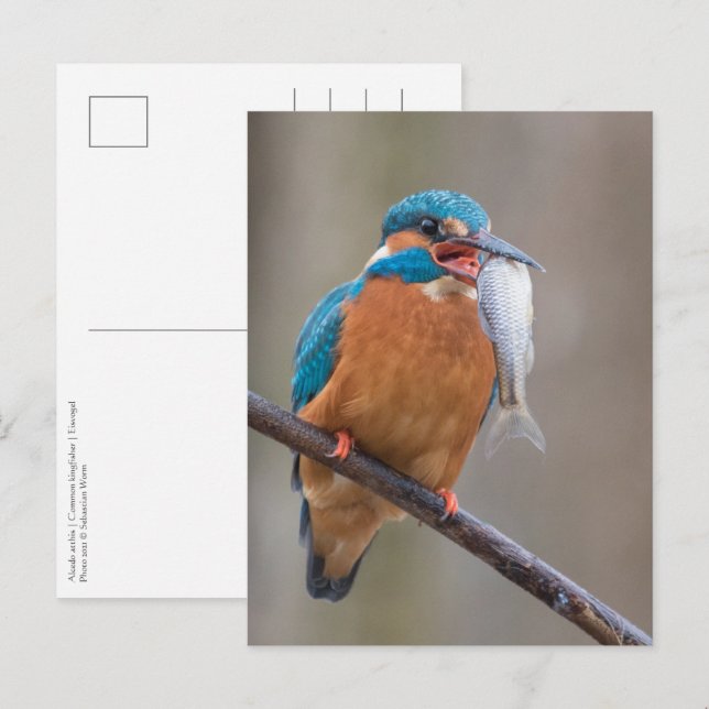 Kungsfiskare med byte Naturfoto Vykort (Fram/baksida)