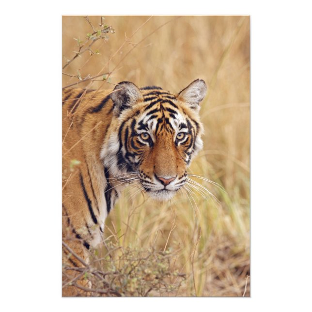 Kungslig Bengalisk Tiger Fototryck (Framsidan)