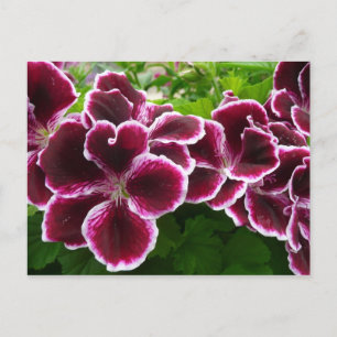 Kungslig Geranium Blommor Elegant Maroon Blomma Lu Vykort