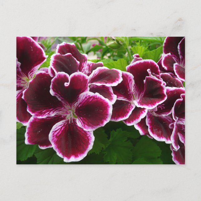 Kungslig Geranium Blommor Elegant Maroon Blomma Lu Vykort (Framsida)