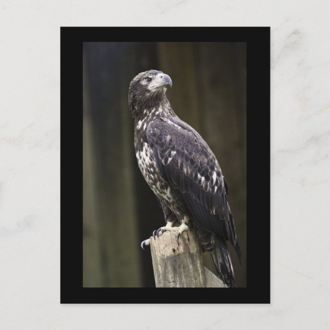 Kungsörn Fotopostkort Vykort (Framsida)