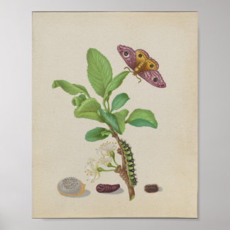 Kungsörnspinnare & Drömplommon — Maria Sibylla Mer Poster