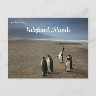 Kungspingviner på Falklandsöarna Vykort