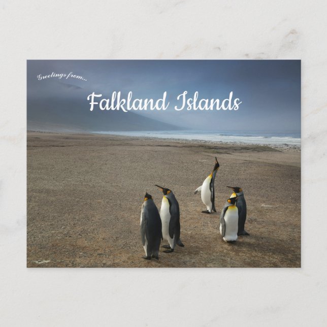 Kungspingviner på Falklandsöarna Vykort (Framsida)