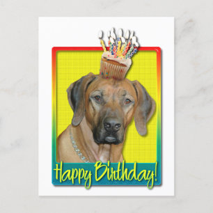 Kupaka från födelsedagen - Rhodesian Ridgeback Vykort