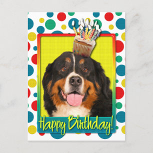 Kupkaka från födelsedagen - Bernese Mountain Hund Vykort