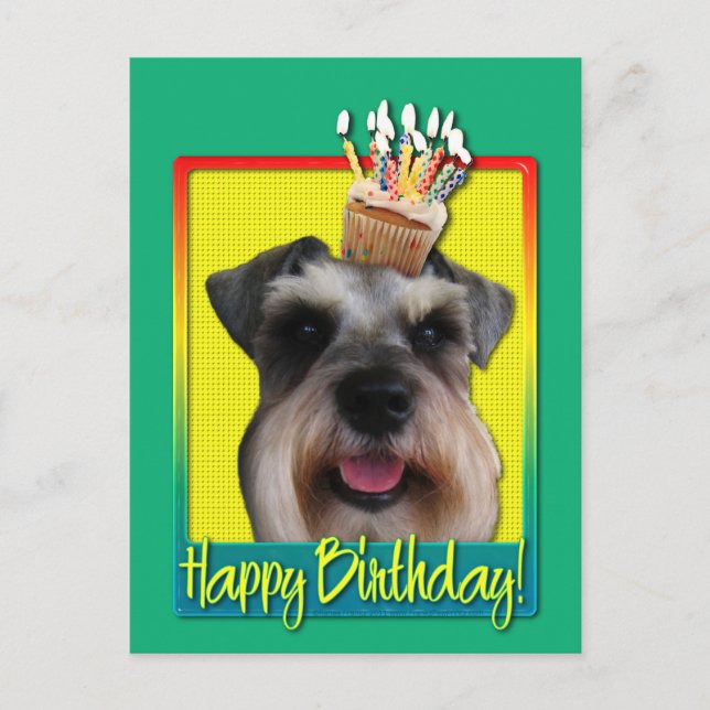 Kupkaka från födelsedagen - Schnauzer Vykort (Framsida)