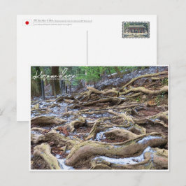 Kurama-dera (Kinone-michi tree roots road) ポストカード Vykort
