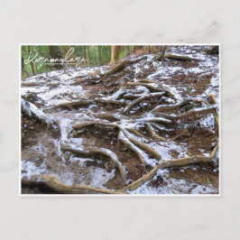 Kurama-dera (Kinone-michi tree roots road) Vykort