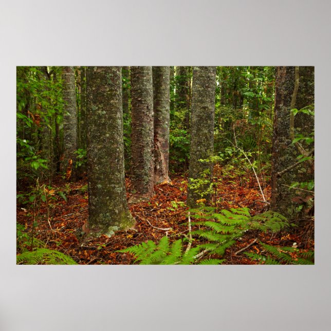 Kuri träd | Nya Zeeland Poster (Framsidan)