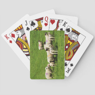 Kuriositet Casinokort