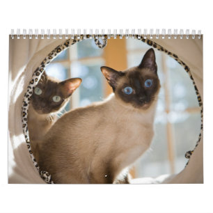Kuriositet Kalender