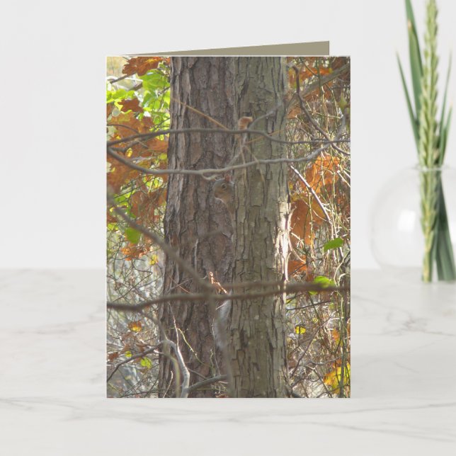 Kuriositet Kort (Framsida)