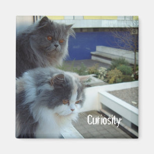 Kuriositet Magnet