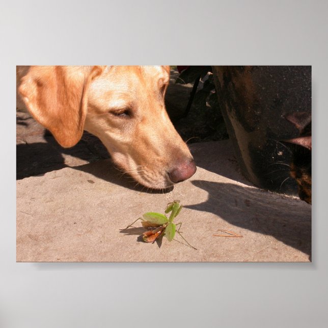 Kuriositet Poster (Framsidan)