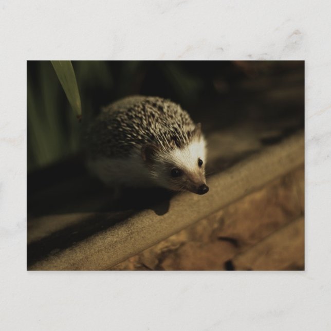 Kuriositetvykort Vykort (Framsida)