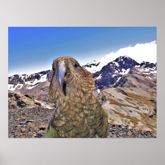 Kurious Kea Poster (Framsidan)