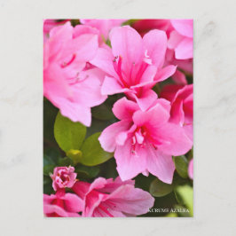 Kurume Azalea Vykort