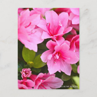 Kurume Azalea Vykort