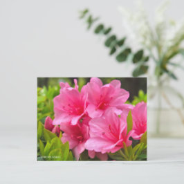 Kurume Azalea Vykort