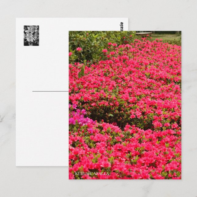 Kurume Azalea Vykort (Fram/baksida)