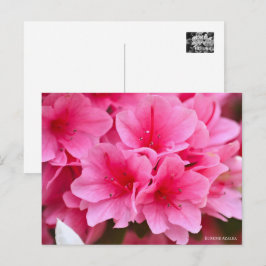 Kurume Azalea Vykort