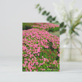 Kurume Azalea Vykort