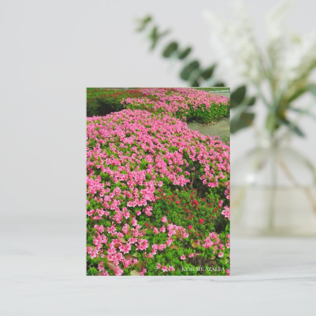 Kurume Azalea Vykort (Stående Fram)