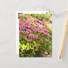 Kurume Azalea Vykort