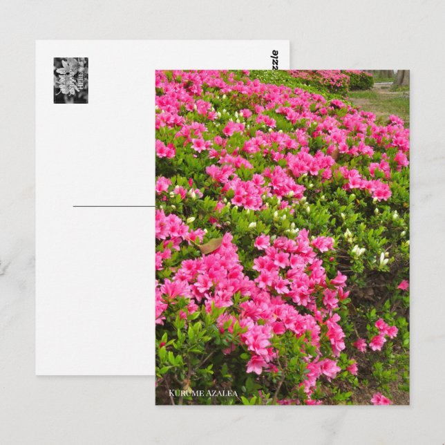Kurume Azalea Vykort (Fram/baksida)