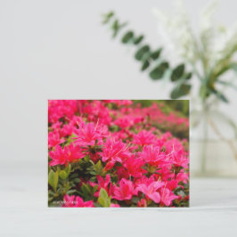 Kurume Azalea Vykort